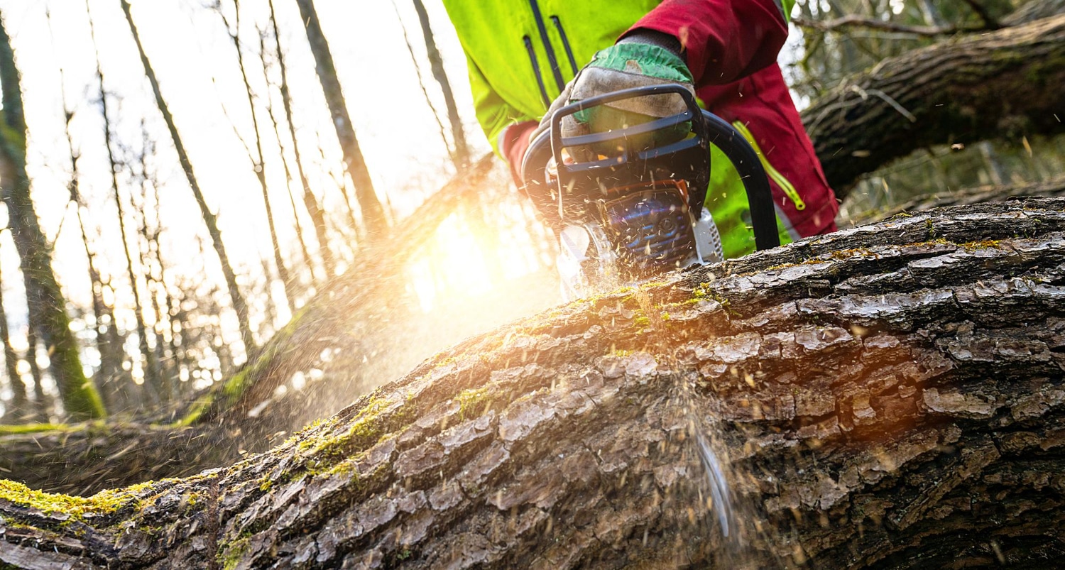 Abattage d'arbres avec une grande tronçonneuse