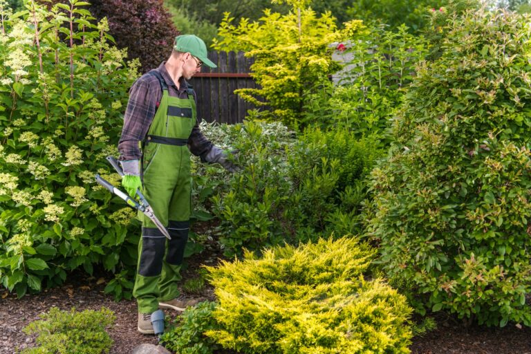 Shrub Pruning Preparation Work