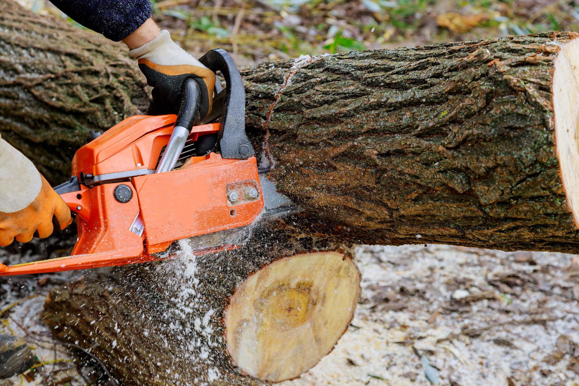 Abattage d'arbres avec une grande tronçonneuse