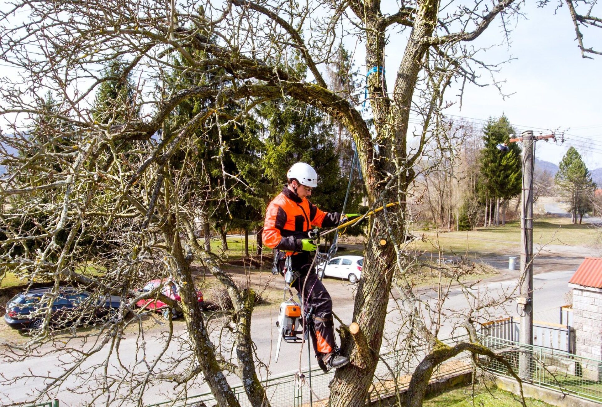 Elagage d'un arbre par un élagueur cordiste